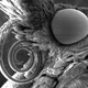Illustration for article titled The Bizarre History of Insect Head Transplants